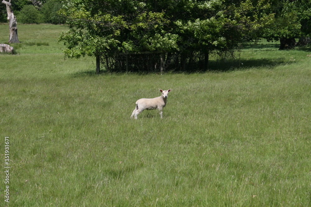 Obraz premium Lamb in field