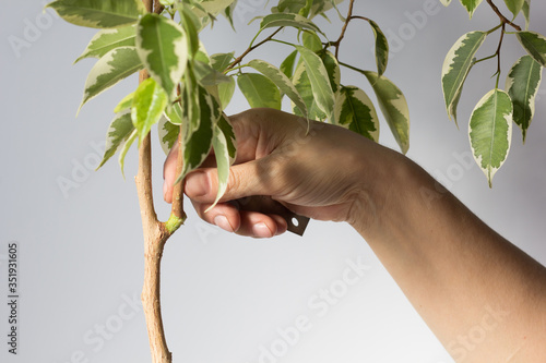 Woman hand holding ficus branch with removed part bark to produce offshoot on trunk to make root on the white background
