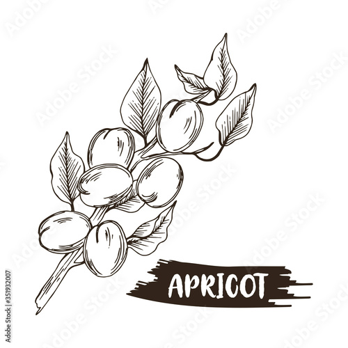 Apricot Branch with Drupe Fruit Hanging Similar to a Small Peach with Leaf Vector Illustration