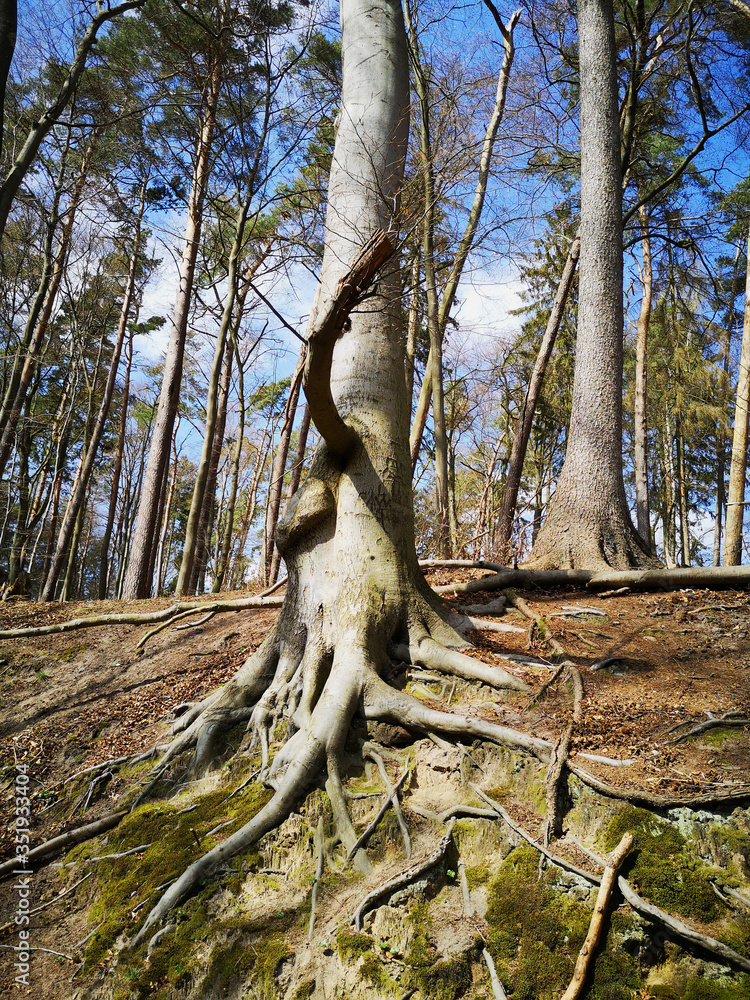 Obraz premium Spaziergang