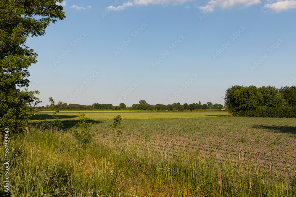 A dutch landscape on a sunny day in Eersel, The Netherlands. Trees, greenery and grass growing during spring, creating an idyllic scenery