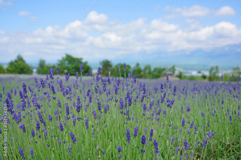 lavender farm in early summer lavender farm in early summer