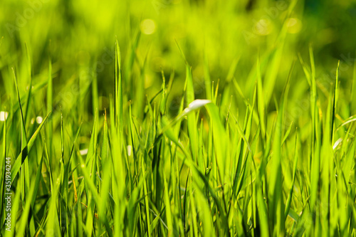 Close-up photo of fresh green grass in sunlight. Springtime background. Selective focus