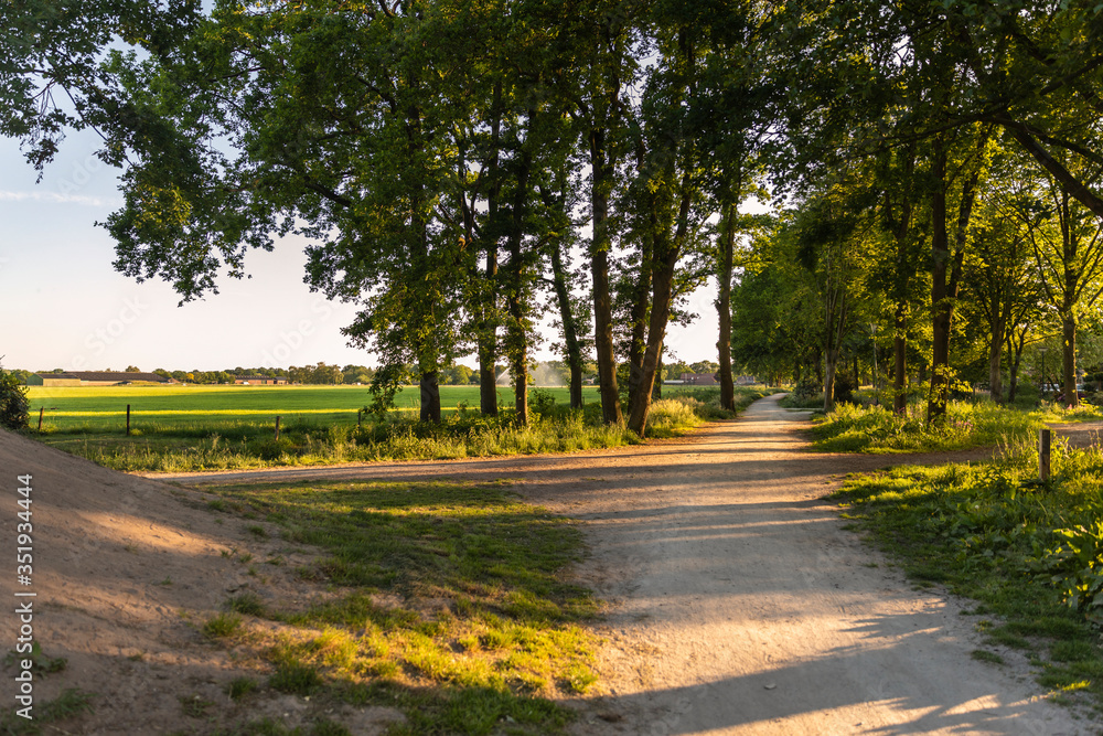 Walking path and a grass field in Eersel, The Netherlands surrounded by trees and greenery. Shot on a sunny day during sunset creating an idyllic scenery in Brabant