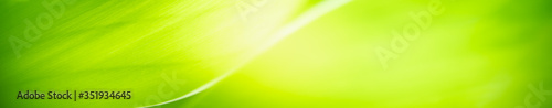 Nature of green leaf in garden at summer. Natural green leaves plants using as spring background cover page greenery environment ecology wallpaper