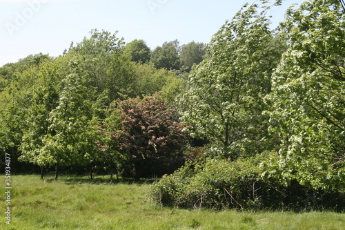 Field and Woodland