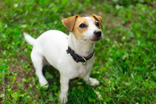 Dog breed Jack Russell Terrier, sitting on the green grass. The domestic dog performs the command sits.