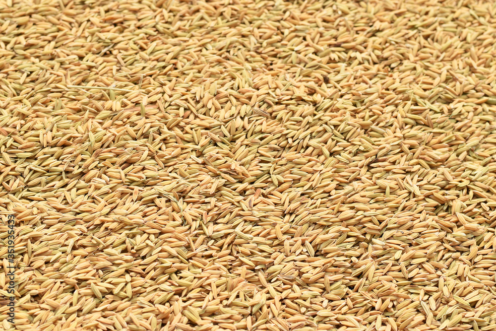 Paddy rice after harvesting rice. Paddy rice after harvesting rice.