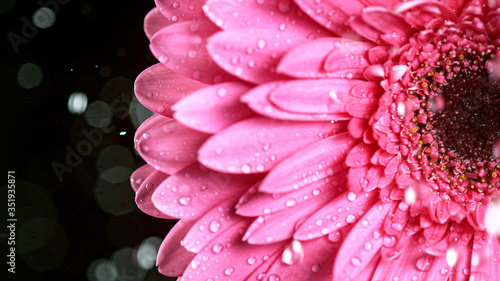Beautiful colorful gerbera ...
