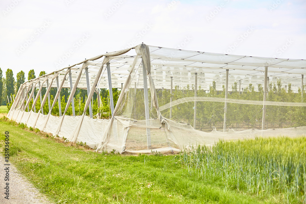 greenhouse hydroponic farm full of trees, plant base food ingredient.