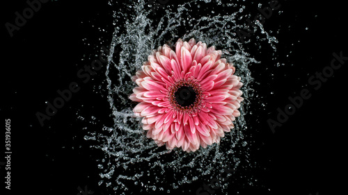 Beautiful colorful gerbera ...