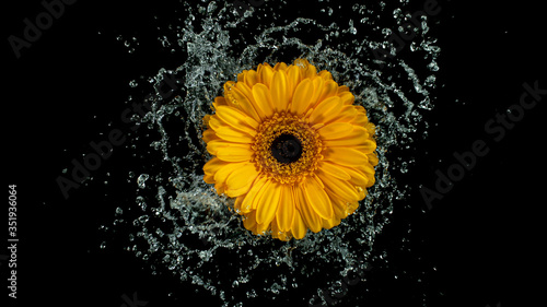 Beautiful colorful gerbera ...