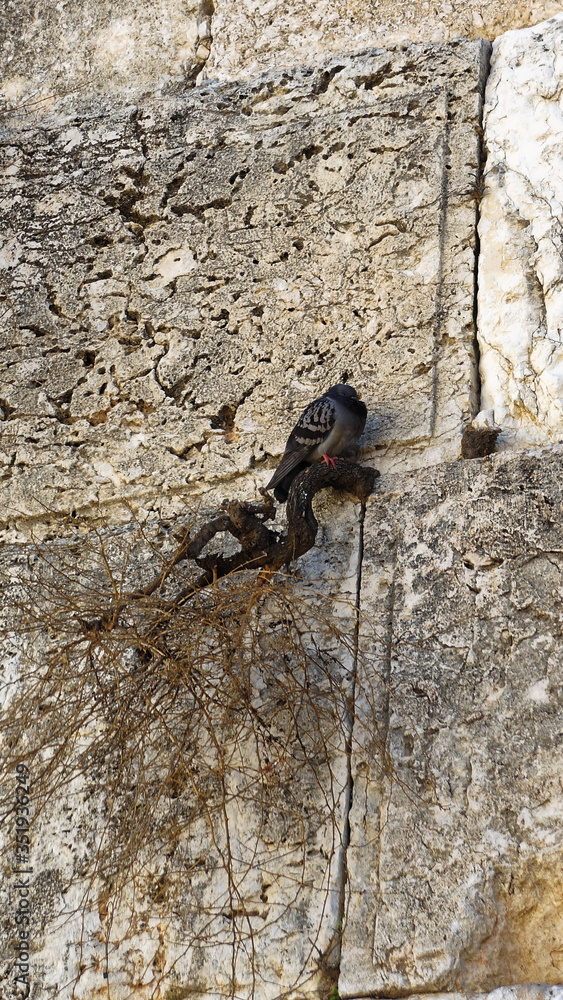 Branch growing Western Wall Jerusalem Israel. Branch growing Western Wall Jerusalem Israel.