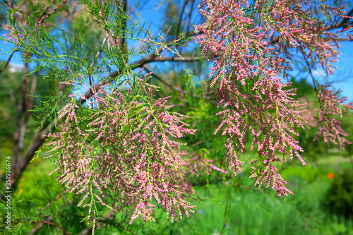 tamarisk tree branch with blooming flowers photo