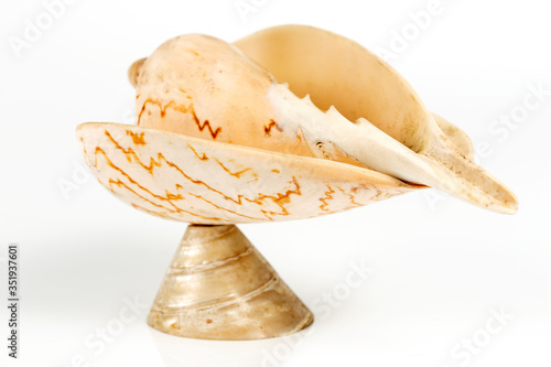 conch cockleshell photo