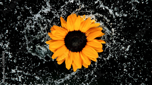 Beautiful sunflower bloom r...