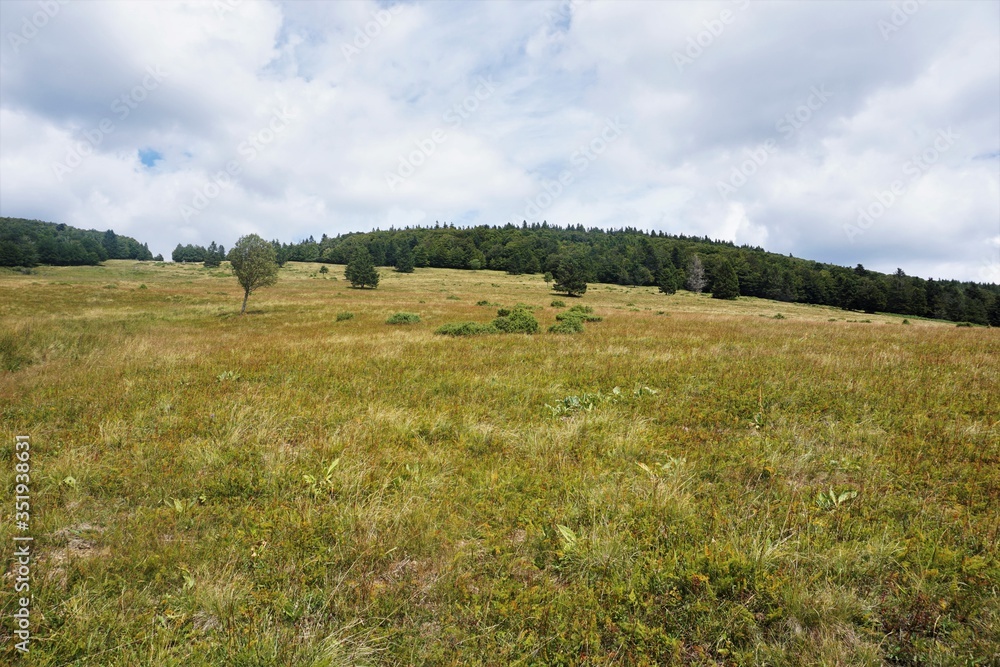 The alpine meadows in the Vosges are a paradise for insects