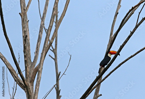 Toucan, typical bird of Brazilian fauna photo