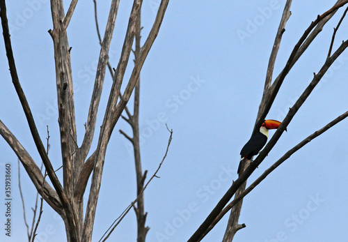 Toucan, typical bird of Brazilian fauna photo