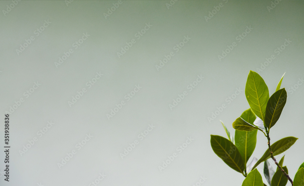 green leaves background green leaves background