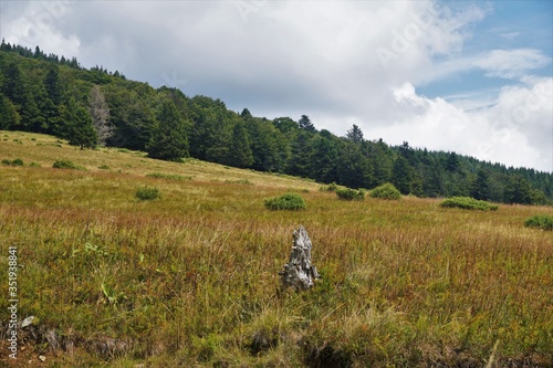 Brownish meadow with green forest blue sky and white clouds in the Vosges