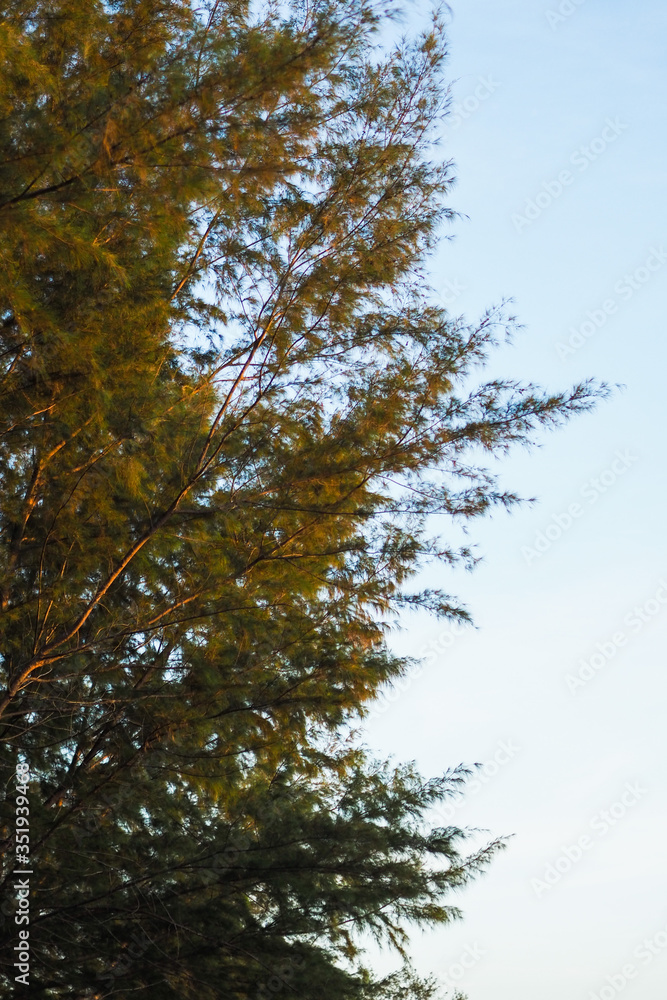 Obraz premium trees in the autumn