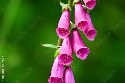 DSC 1880 - Flor