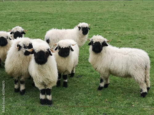 A herd of black nose sheep in the meadow. Walliser schwarznase.