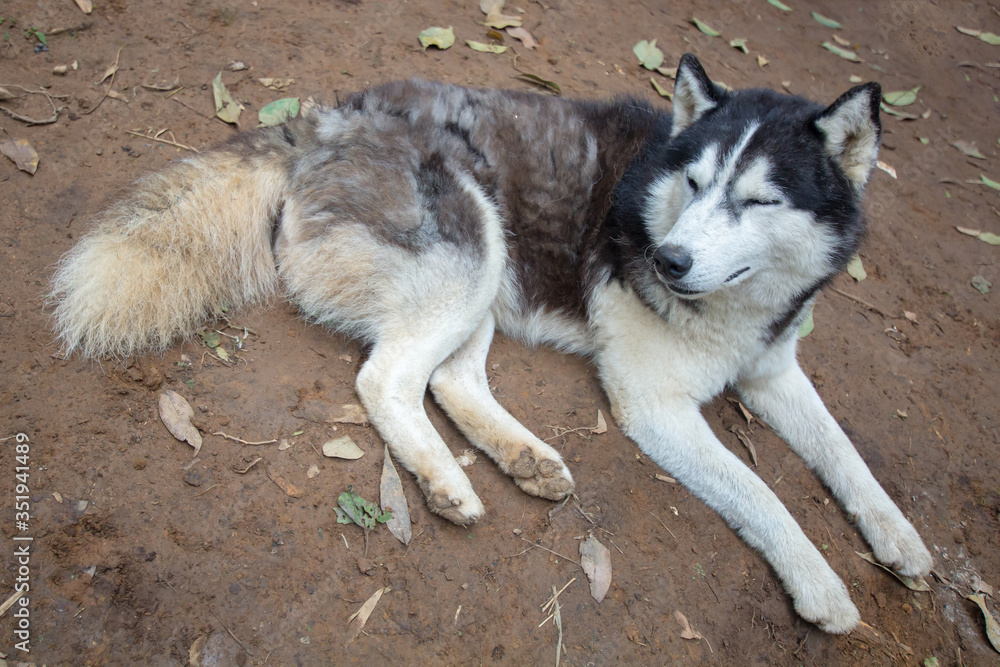 Dirty husky dog on the dirty ground mud. Dirty husky dog on the dirty ground mud.