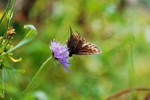 Black and orange butterfly on a purple Scabiosa plant blossom photo
