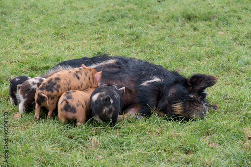 a group of kunekune piglets suckling a mother pig