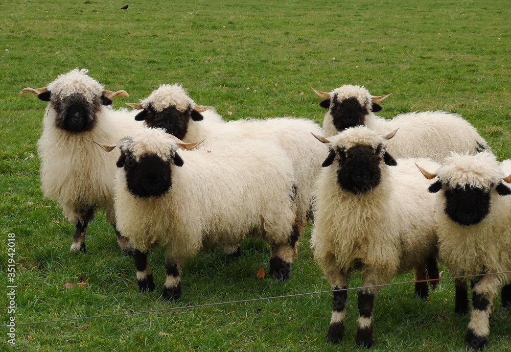 Obraz premium A herd of black nose sheep in the meadow. Walliser schwarznase.