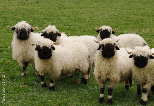 A herd of black nose sheep in the meadow. Walliser schwarznase. photo