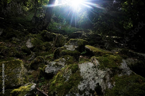 Rays of sunlight over mossy scree spotted in the Vosges photo