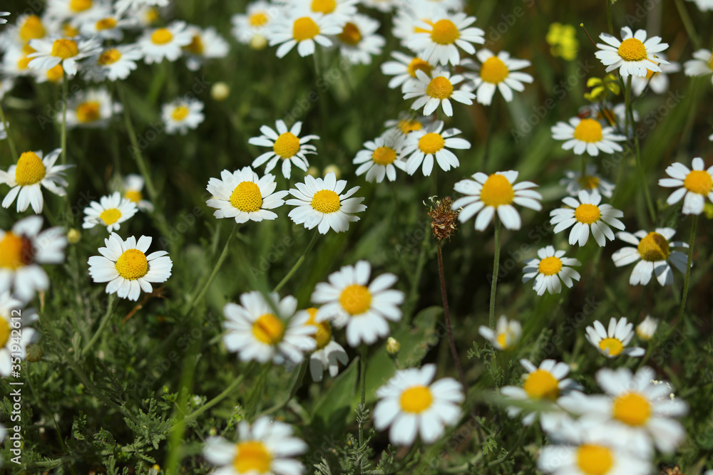 Fototapeta premium Chamomile flowers field in bloom