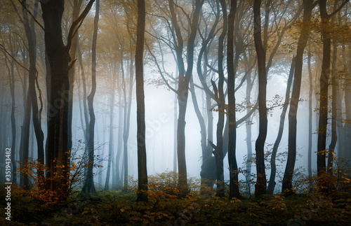 Autumn foggy forest. Balkan Mountains © Veselin