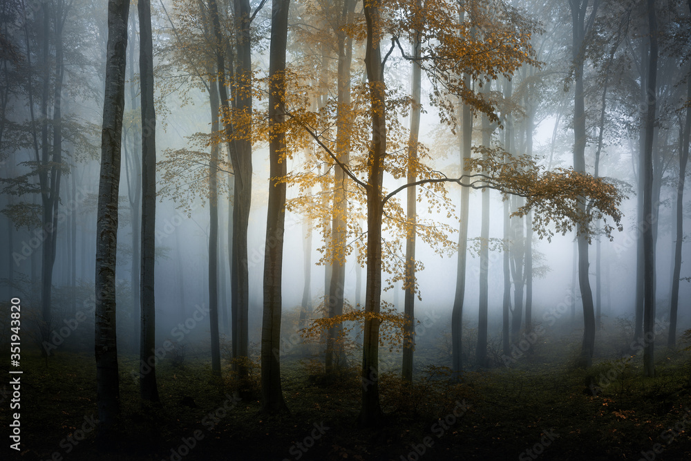 Autumn foggy forest. Balkan Mountains