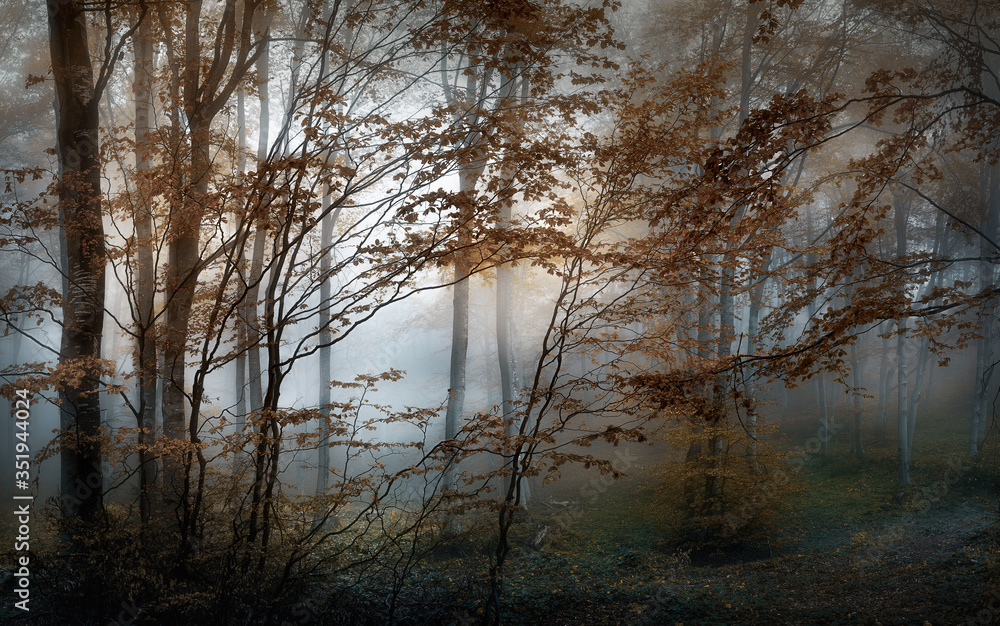 Autumn foggy forest. Balkan Mountains Autumn foggy forest. Balkan Mountains