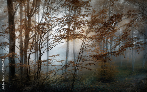 Autumn foggy forest. Balkan Mountains © Veselin