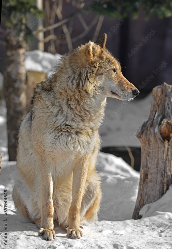 Fototapeta premium One-eared Grey Wolf (Canis lupus) (female) on snow. Moscow