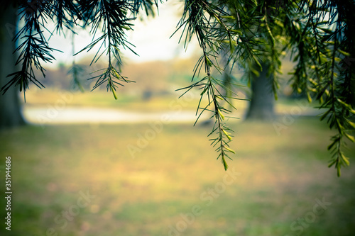 Needles on pine tree with landscape in background blurred.  Copy-space room