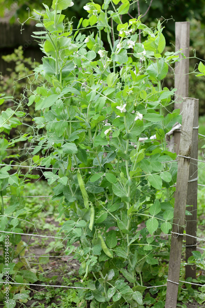 Green sweet pea plant on bed in the garden blooming during vegetation, closeup, copy space, grow your own and organic vegetation concept Green sweet pea plant on bed in the garden blooming during vegetation, closeup, copy space, grow your own and organic vegetation concept