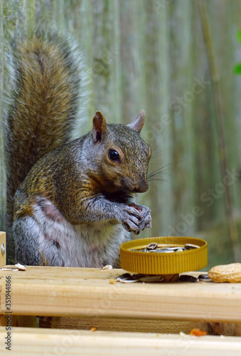 A gray squirrel eating at a backyard wooden picnic table for squirrels and birds mounted on a garden fence
