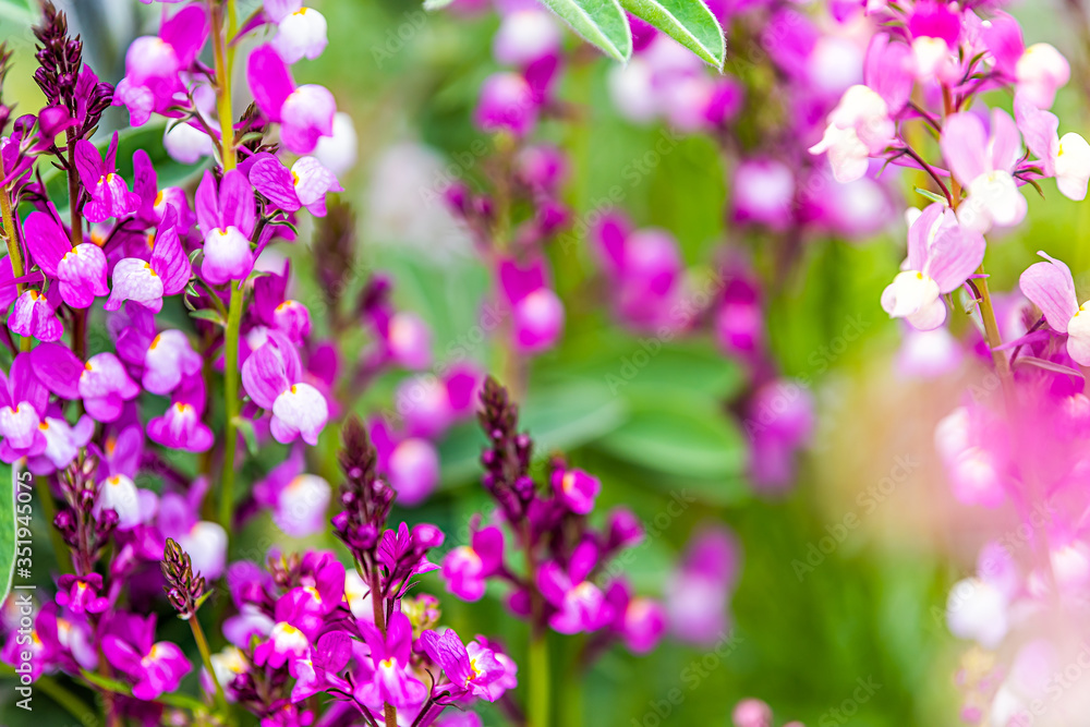 Closeup macro with bokeh of many vibrant colorful pink, purple and green white lupine flowers in Kyoto, Japan in spring