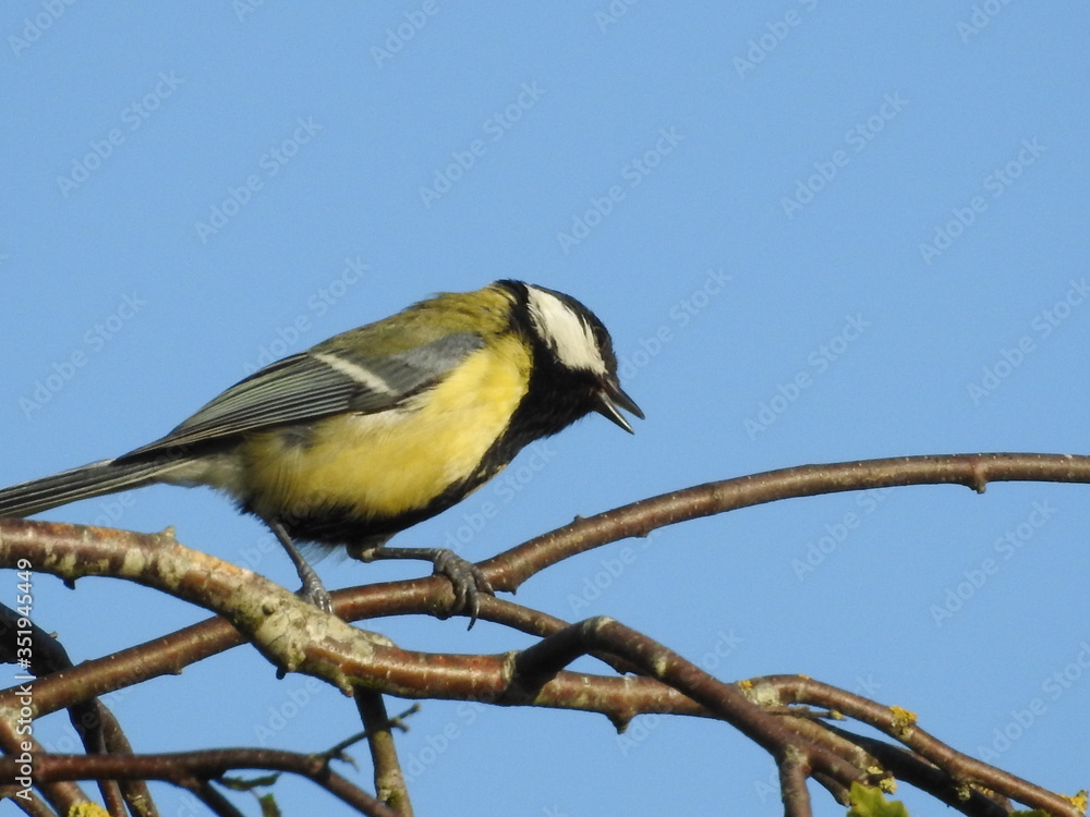 Obraz premium Mésange