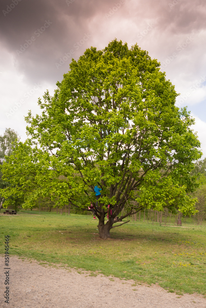 lonely oak on the meadow