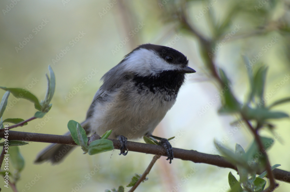 Obraz premium Black-capped Chickadee sitting on a twig