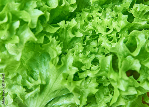 Fresh green salad leaves background. Close-up.