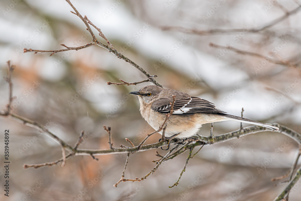 Northern mockingbird one bird closeup perching sitting perched on oak bare tree branch during winter with bokeh blurry background in Virginia