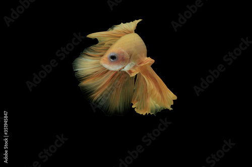 The movement of Siamese fighting fish, black background